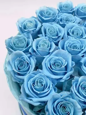 Фотка бирюзовых роз: скачать шедевральное изображение webp