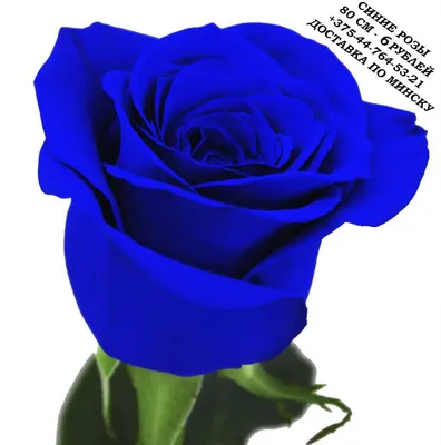 Фотография бирюзовых роз: картинка для фотоколлажа png