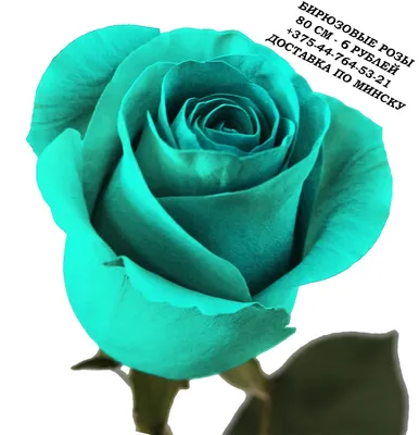 Бирюзовые розы: изображение в формате webp