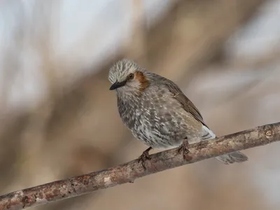 Удивительные моменты из жизни бюльбюлей на фото