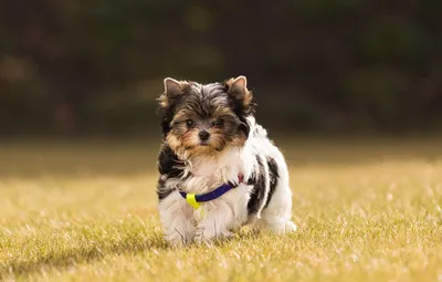 Картинки бивер-йоркширских терьеров: собаки, которые взорвут ваш Instagram