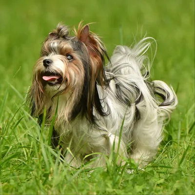 Фото бивер-йоркширского терьера: милые собаки в лучшем качестве