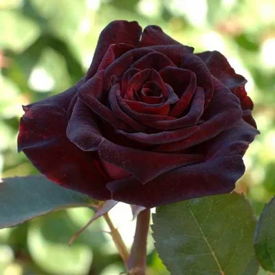 Блэк баккара роза: фото высокого разрешения в формате JPG