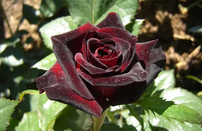 Фотка Блэк баккара роза в формате PNG
