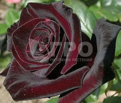Фотография Блэк баккара роза для бесплатного скачивания