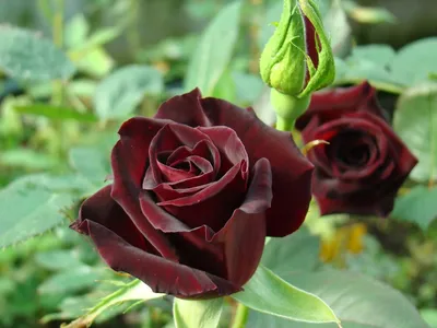 Картинка розы Блэк баккара роза в высоком разрешении