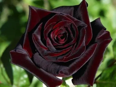 Фото Блэк баккара роза: выберите подходящий размер и формат