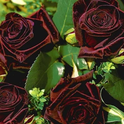 Изображение Блэк баккара роза в категории Розы