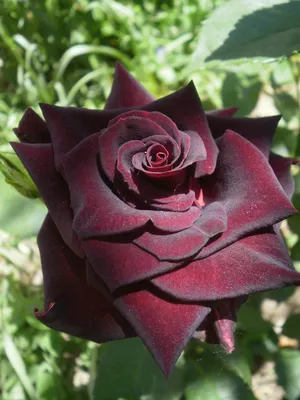 Картинка Блэк баккара роза: множество вариантов для загрузки