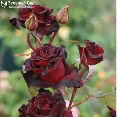 Фото розы Блэк баккара роза с возможностью выбора формата
