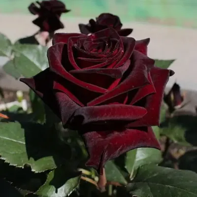 Изображение Блэк баккара роза для скачивания в формате WEBP