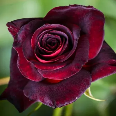 Картинка розы Блэк баккара роза: выберите нужный размер