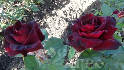 Фото Блэк баккара роза в разных форматах: jpg, png, webp
