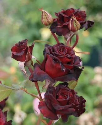 Фотография розы Блэк баккара роза для бесплатного использования
