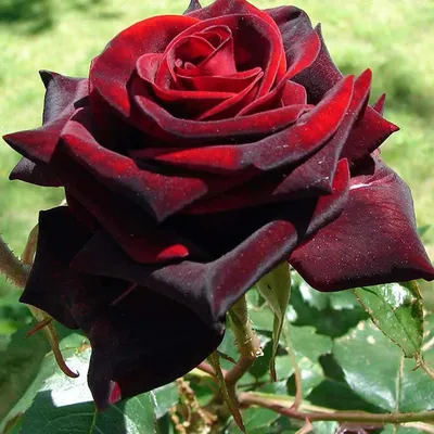 Фото розы Блэк баккара роза со множеством вариантов