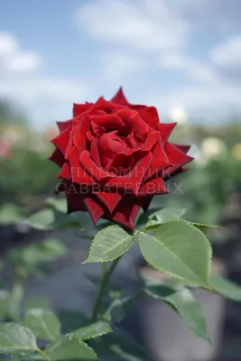 Изображение Блэк баккара роза для скачивания в PNG