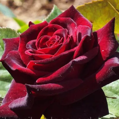 Фотография Блэк баккара роза в формате WEBP