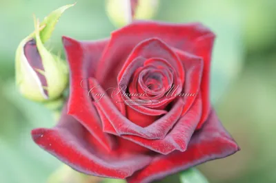 Картинка розы Блэк баккара роза: выберите подходящий размер и формат