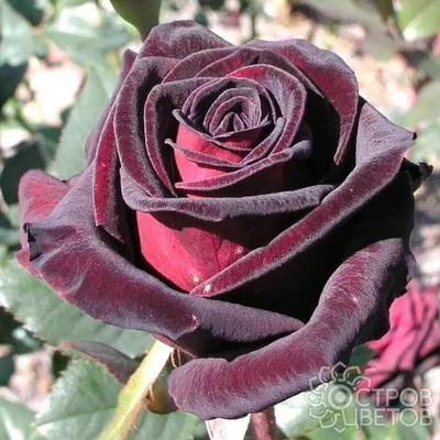 Фотография розы Блэк баккара роза с возможностью выбора размера