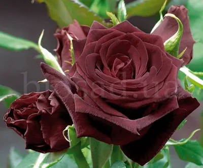 Фото Блэк баккара роза в категории фото розы