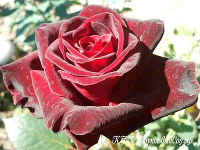 Изображение Блэк баккара роза с опцией выбора формата и размера