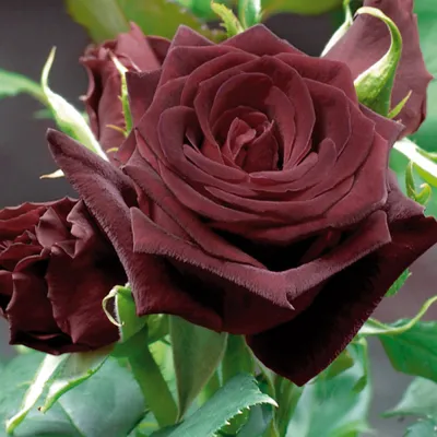 Фотография розы Блэк баккара роза для скачивания бесплатно
