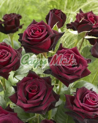 Фото розы Блэк баккара роза: выберите желаемый размер и формат