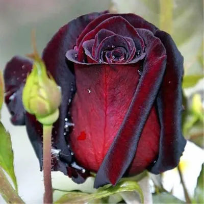 Изображение Блэк баккара роза для загрузки в JPG