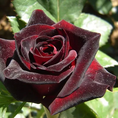 Картинка розы Блэк баккара роза с опцией выбора формата