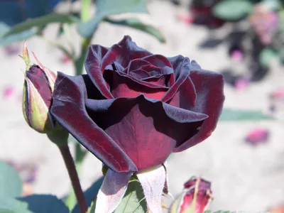 Фото Блэк баккара роза в разных форматах: jpg, png, webp