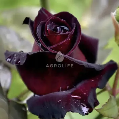 Изображение Блэк баккара роза с возможностью скачать бесплатно