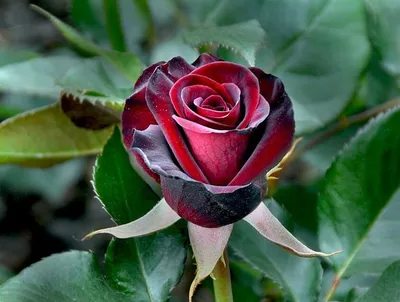 Фотография розы Блэк баккара роза для свободного использования