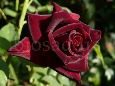 Фото розы Блэк баккара роза: выберите подходящий формат и размер