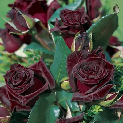 Изображение Блэк баккара роза в разных вариантах: jpg, png, webp