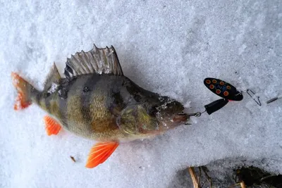 Фотография блесны для зимней рыбалки: Размеры и форматы