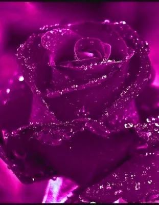Изысканные фотографии блестящих роз в монохромной цветовой палитре