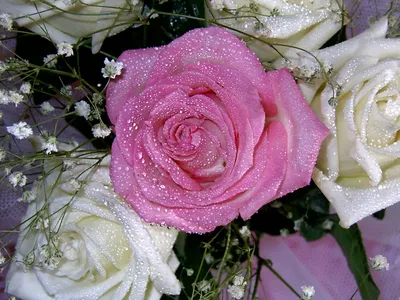 Фотографии блестящих роз в разных ракурсах