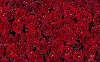 Роскошные фотографии блестящих роз для оформления открыток