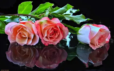 Блестящие розы: красота, которую хочется разделить