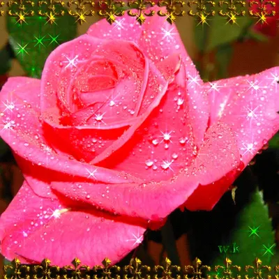 Фотографии блестящих роз: подарок для глаз и души