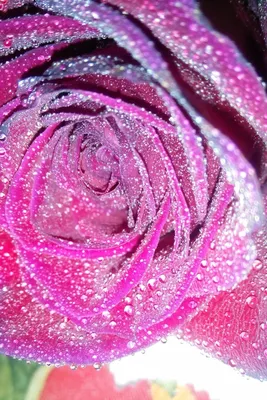 Фото блестящих роз в высоком качестве для печати