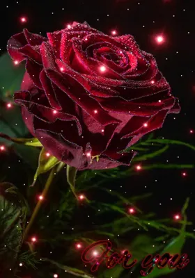 Роскошные розы в формате webp для скачивания