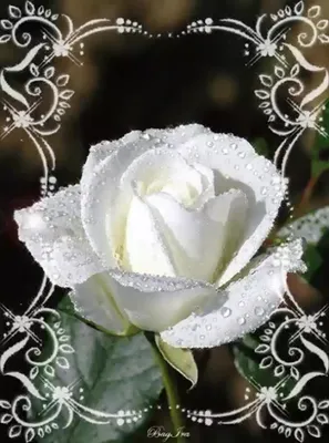 Фото блестящих роз: роскошь в каждой детали