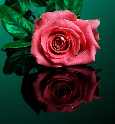 Фотки блестящих роз в различных цветовых вариациях