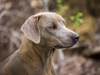 Собака Блю-лейси на фото: красивые и яркие изображения