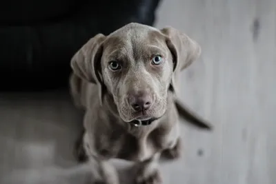 Собака породы Блю-лейси: красивые фото для вашего домашнего альбома