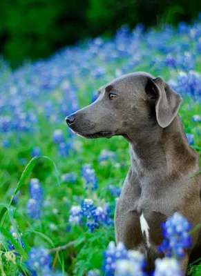 Блю-лейси: яркие и красивые фото собаки