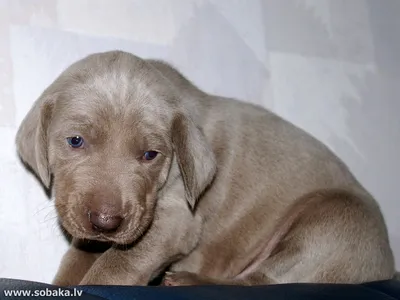 Блю-лейси на фото: улыбчивая собака с необычным окрасом