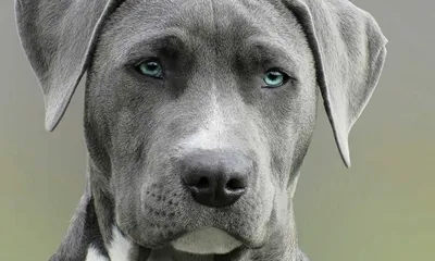 Собака Блю-лейси на фото: красивые изображения для вашего проекта