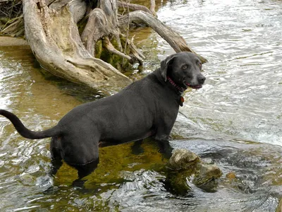 Фото собаки породы Блю-лейси: выберите свой любимый размер и формат